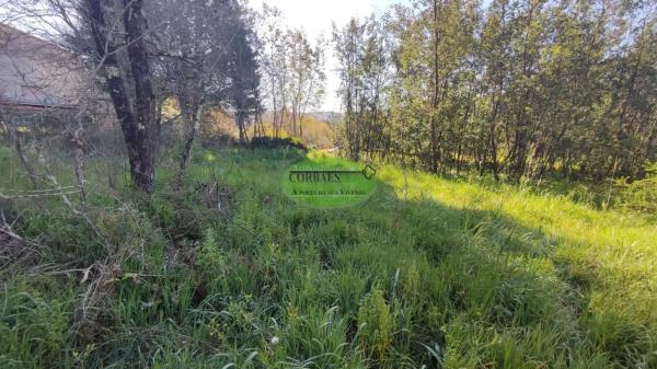 Terreno en Coles photo 1
