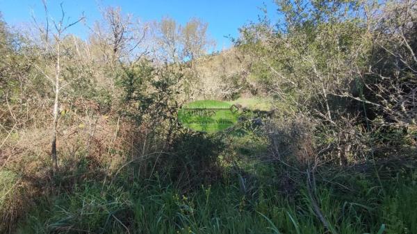 Terreno en Coles photo 2