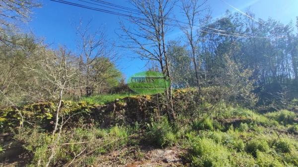 Terreno en Coles photo 4