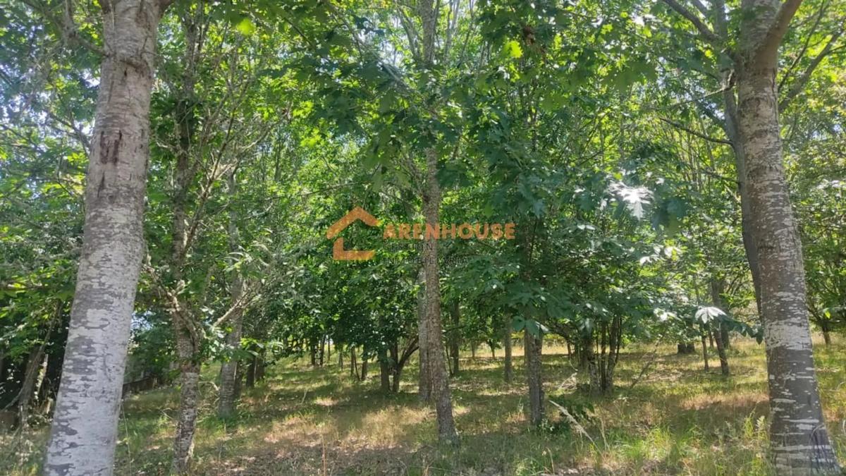 Terreno en venta en San Cibrao das Viñas, Ourense photo 1