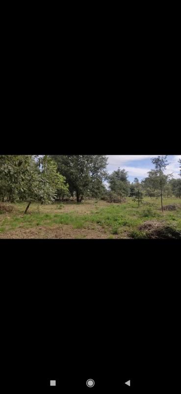 Terreno en venta en San Cibrao das Viñas, Ourense photo 3