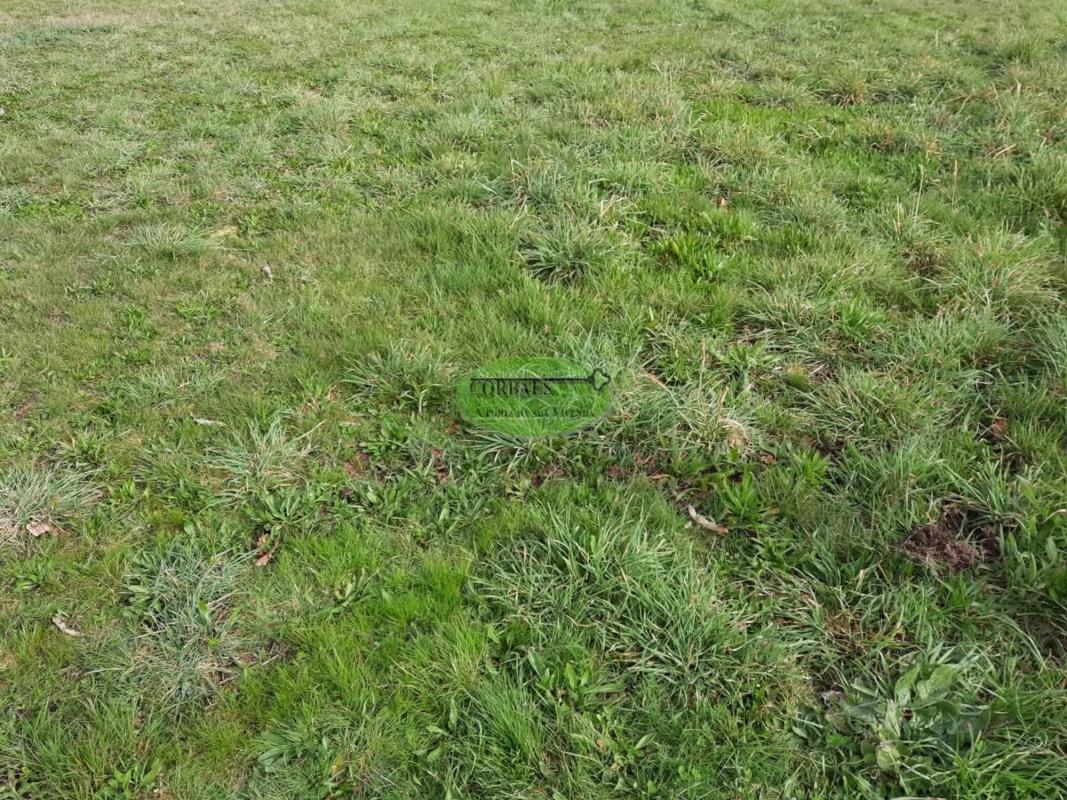 Terreno en venta en San Cibrao das Viñas, Ourense photo 1
