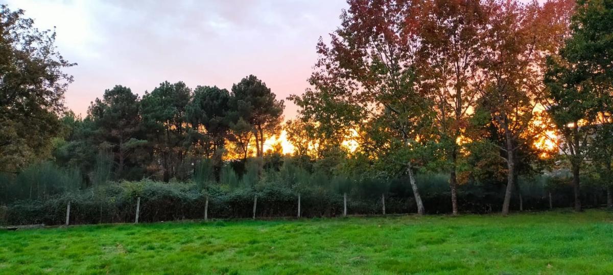 Land for sale in Pereiro de Aguiar, Ourense photo 4