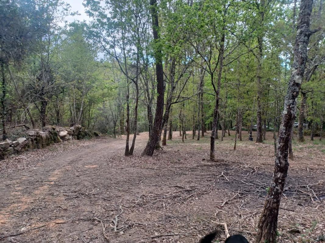 Land for sale in Pereiro de Aguiar, Ourense photo 4