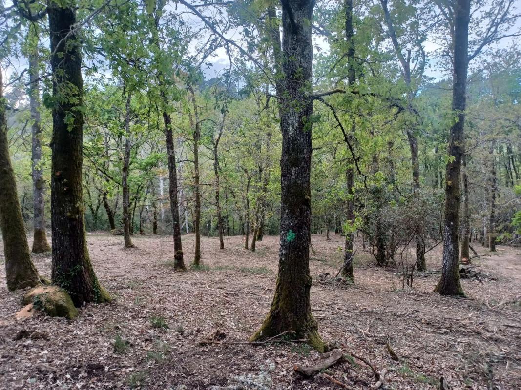Land for sale in Pereiro de Aguiar, Ourense photo 5