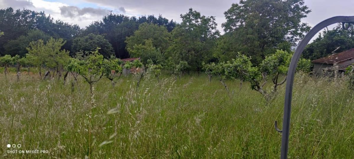 Terreno en venta en Amoeiro, Ourense photo 5