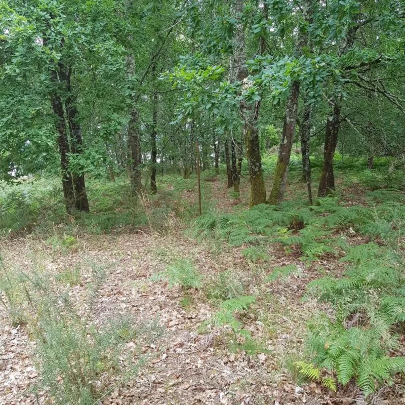 Terreno en venta en Coles, Ourense photo 3