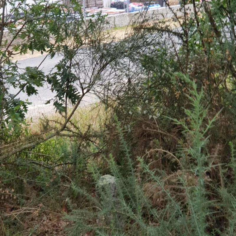 Terreno en venta en Coles, Ourense photo 4