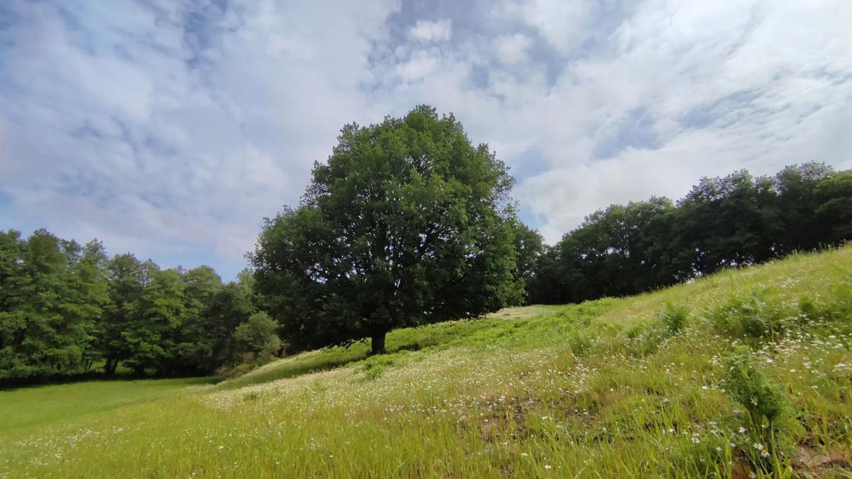 Terreno en venta en A Peroxa, Ourense photo 4