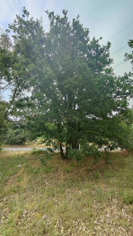 Terreno en venta en San Cibrao das Viñas, Ourense photo 3