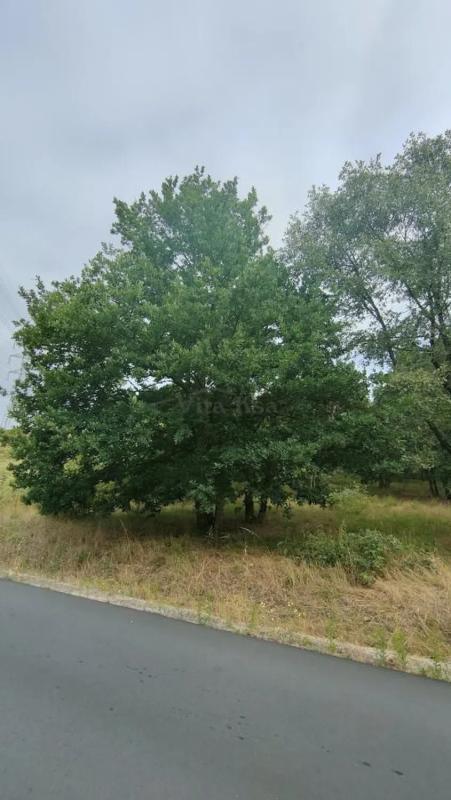 Terreno en venta en San Cibrao das Viñas, Ourense photo 4