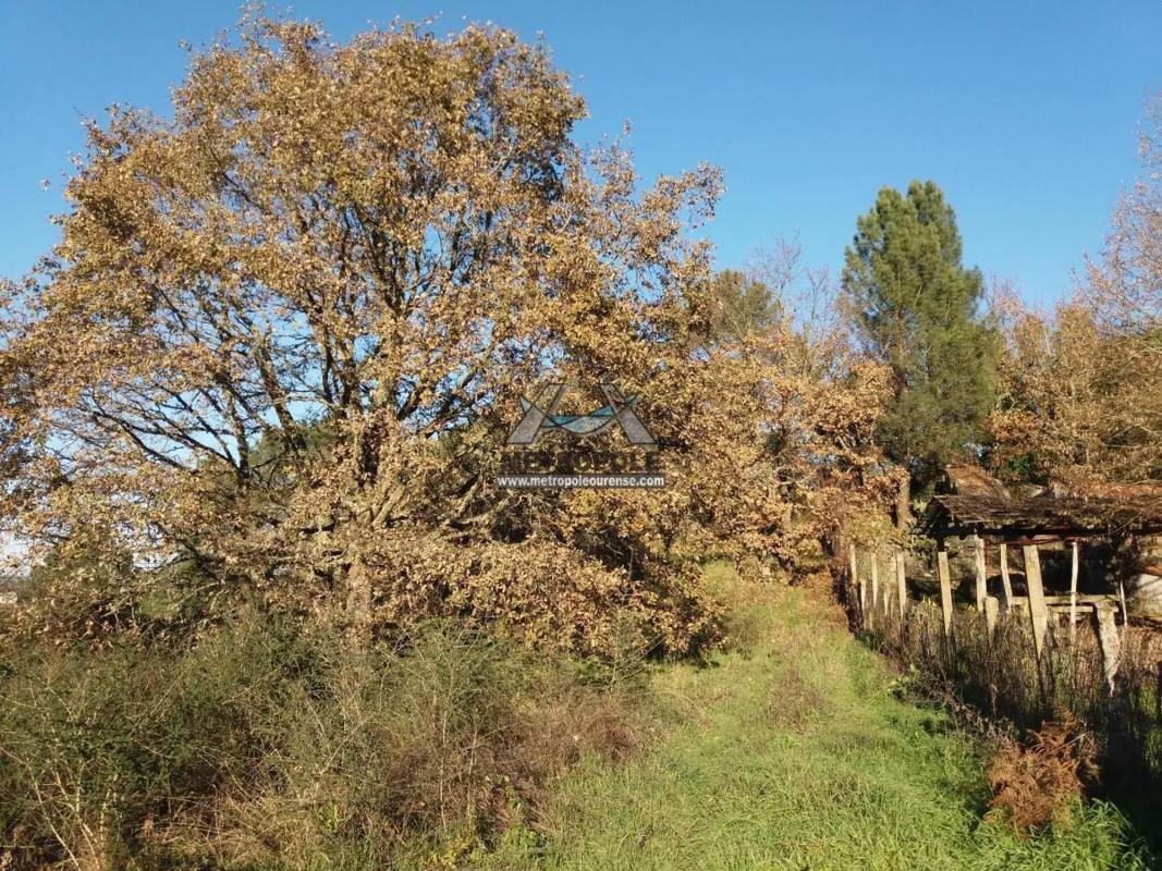 Terreno en venta en San Cibrao das Viñas, Ourense photo 2