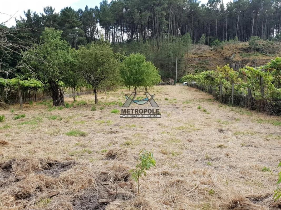 Terreno en venta en Coles, Ourense photo 4