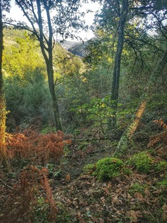 Terreno en Baldomar s/n monte photo 4