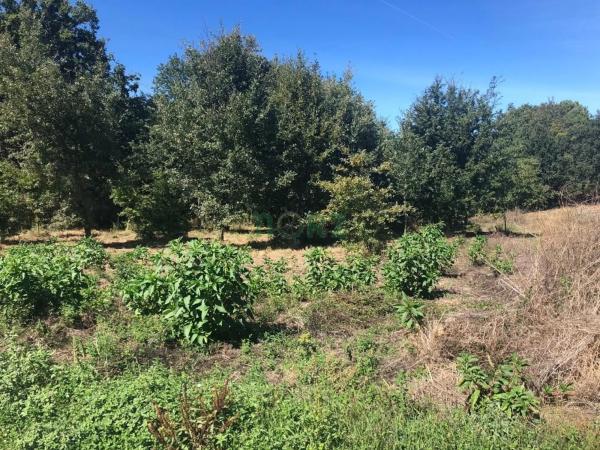 Terreno en Pereiro de Aguiar photo 2