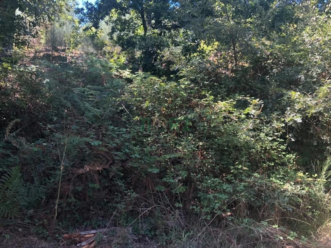 Terreno en venta en Pereiro de Aguiar, Ourense photo 5