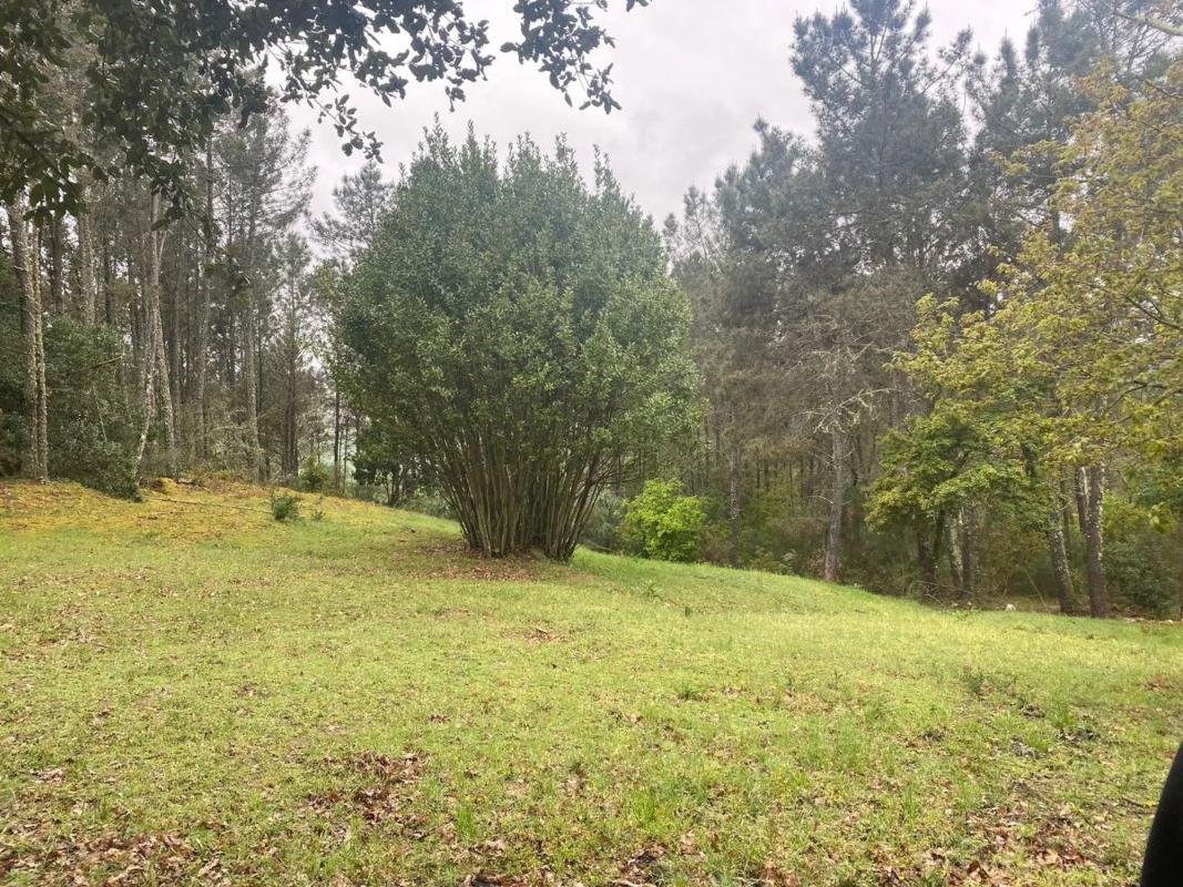 Terreno en venta en Pereiro de Aguiar, Ourense photo 2
