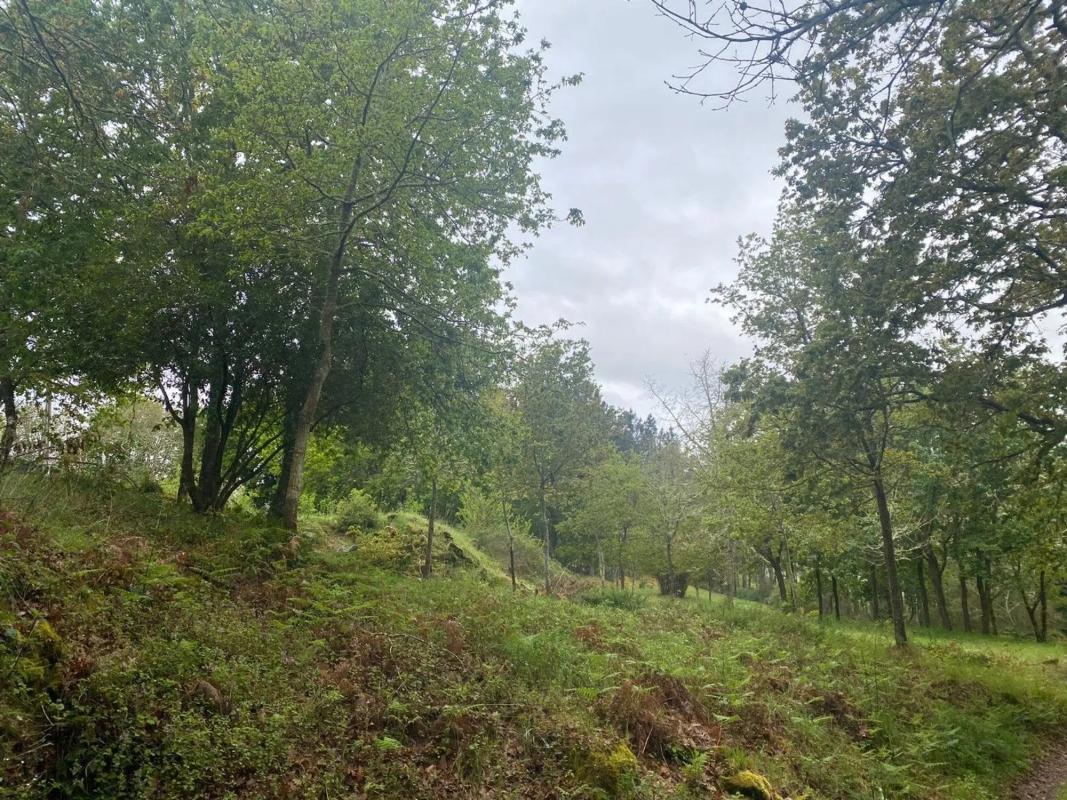 Terreno en venta en Pereiro de Aguiar, Ourense photo 4
