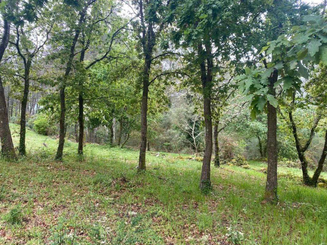 Terreno en venta en Pereiro de Aguiar, Ourense photo 5
