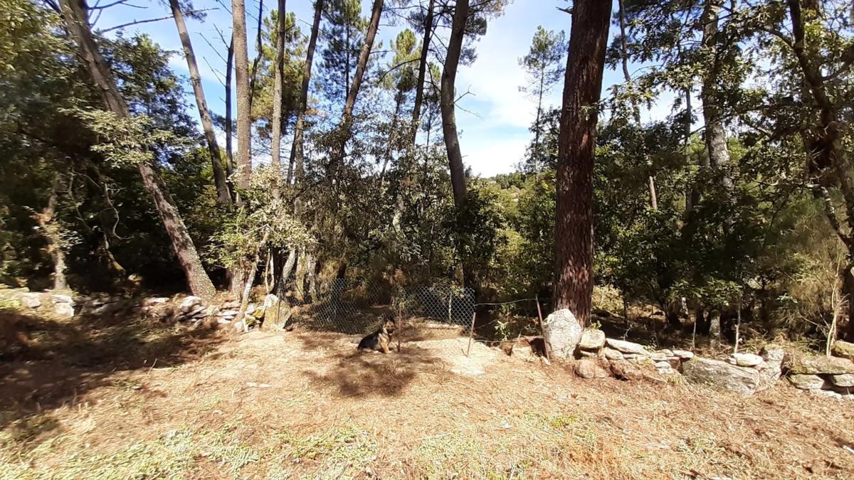 Terreno en venta en Pereiro de Aguiar, Ourense photo 1