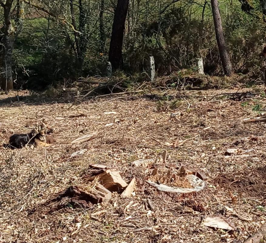 Terreno en venta en Pereiro de Aguiar, Ourense photo 2