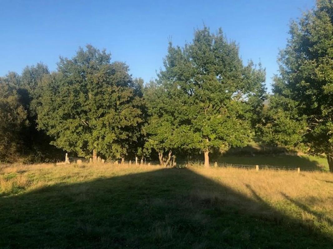 Terreno en venta en Nogueira de Ramuin, Ourense photo 3