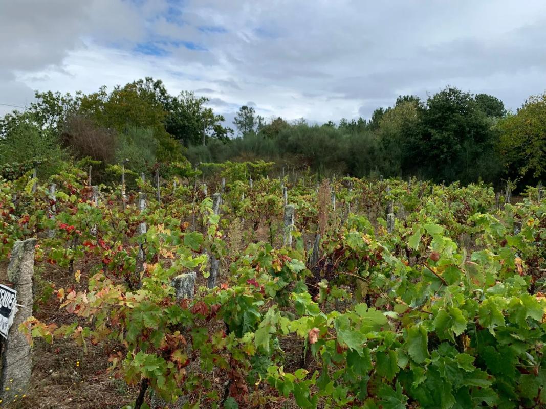 Terreno en venta en San Cibrao das Viñas, Ourense photo 2