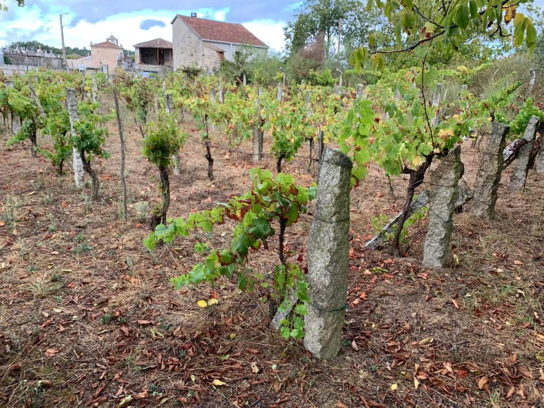 Terreno en venta en San Cibrao das Viñas, Ourense photo 3