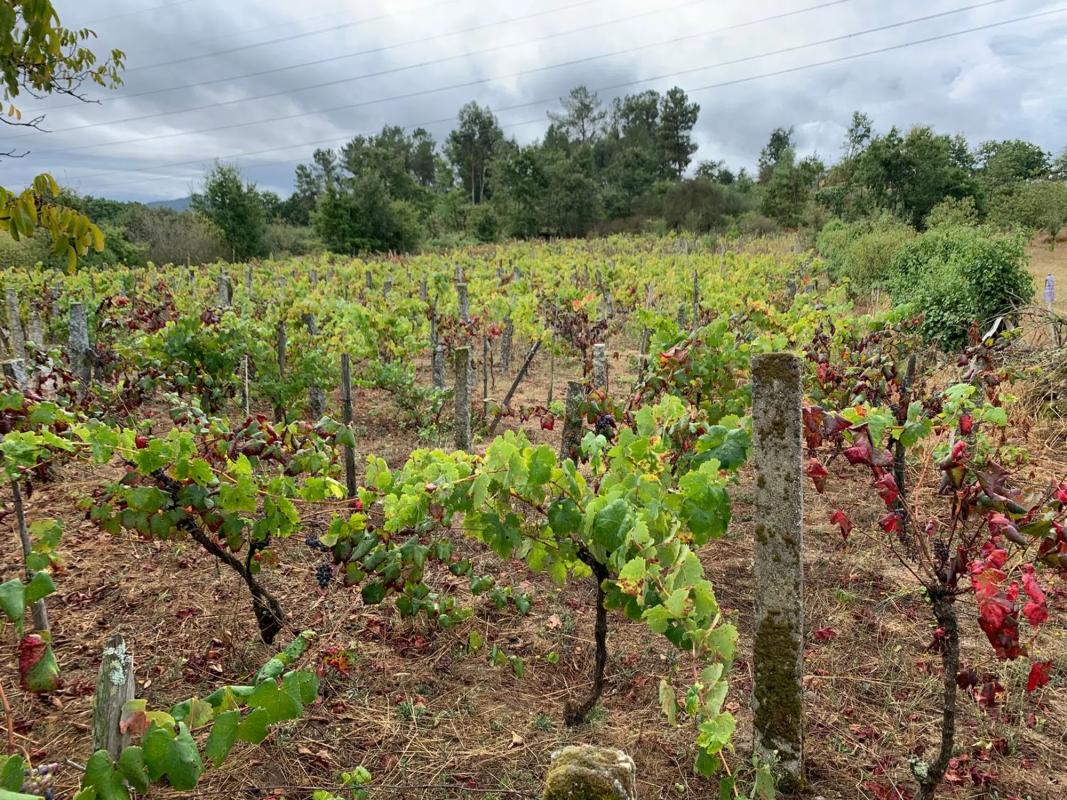 Terreno en venta en San Cibrao das Viñas, Ourense photo 4