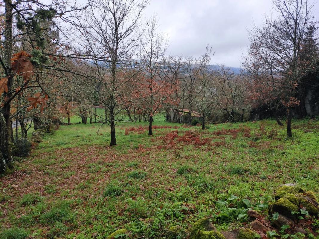Terreno en venta en Pereiro de Aguiar, Ourense photo 3