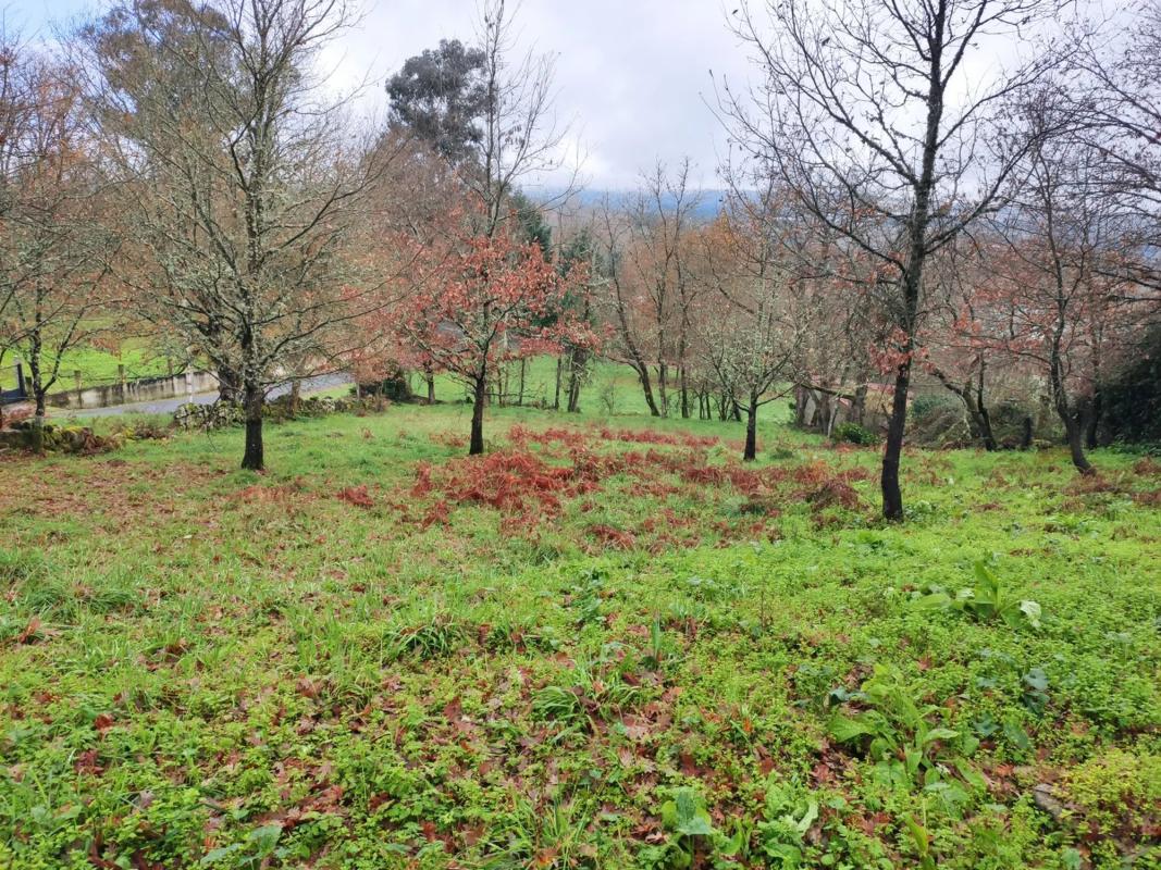 Terreno en venta en Pereiro de Aguiar, Ourense photo 5