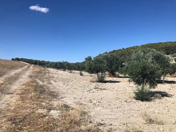 Terreno en Mejorada del Campo photo 2