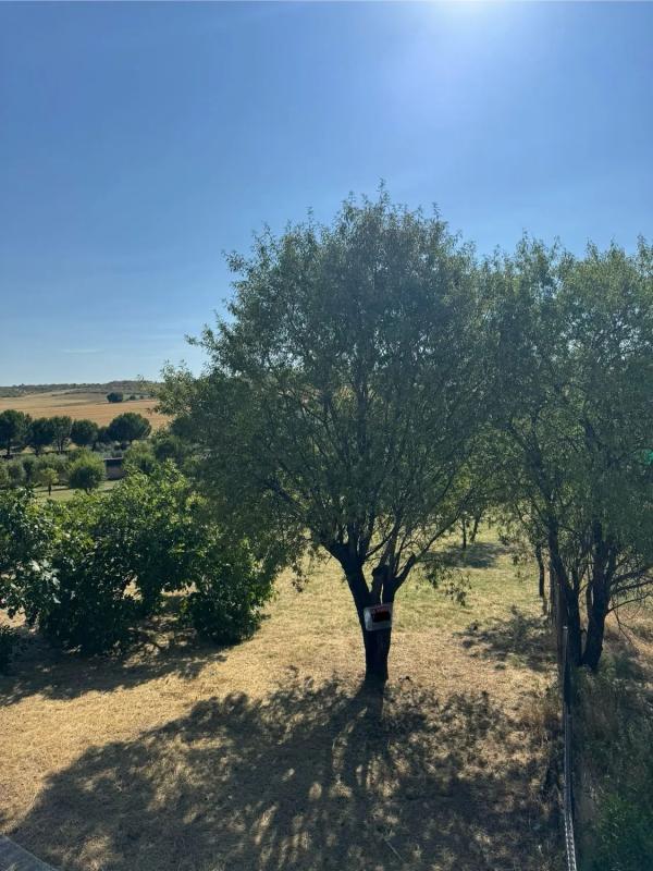 Terreno en venta en Camarma de Esteruelas, Madrid photo 4