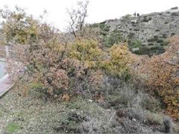 Terreno en calle Madreselva thumbnail 1