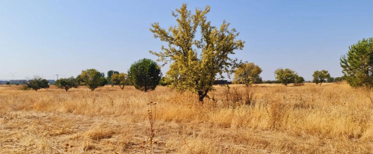 Land for sale in Torrejón de Ardoz, Madrid photo 3