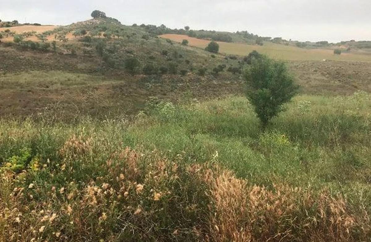 Terreno en venta en Corpa, Madrid photo 2