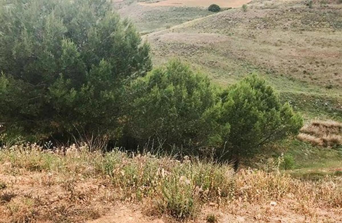 Terreno en venta en Corpa, Madrid photo 3