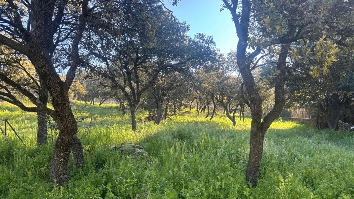 Land for sale in Alpedrete, Madrid photo 4