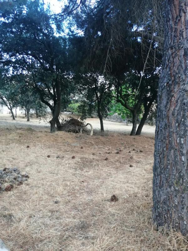Terreno en venta en Alpedrete, Madrid photo 5
