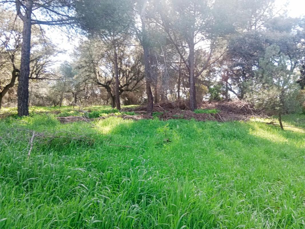 Terreno en venta en Boadilla del Monte, Madrid photo 3