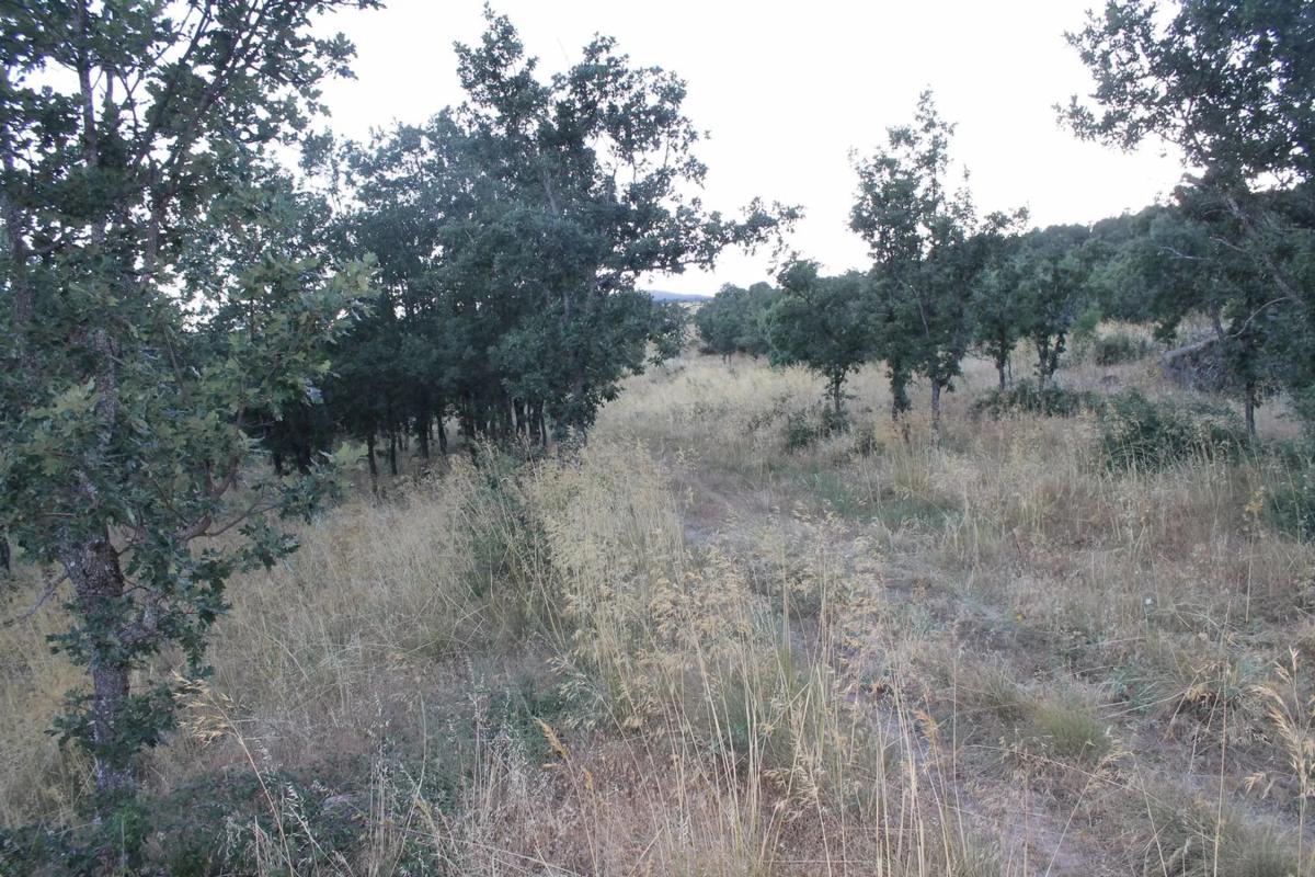 Terreno en venta en Cercedilla, Madrid photo 2