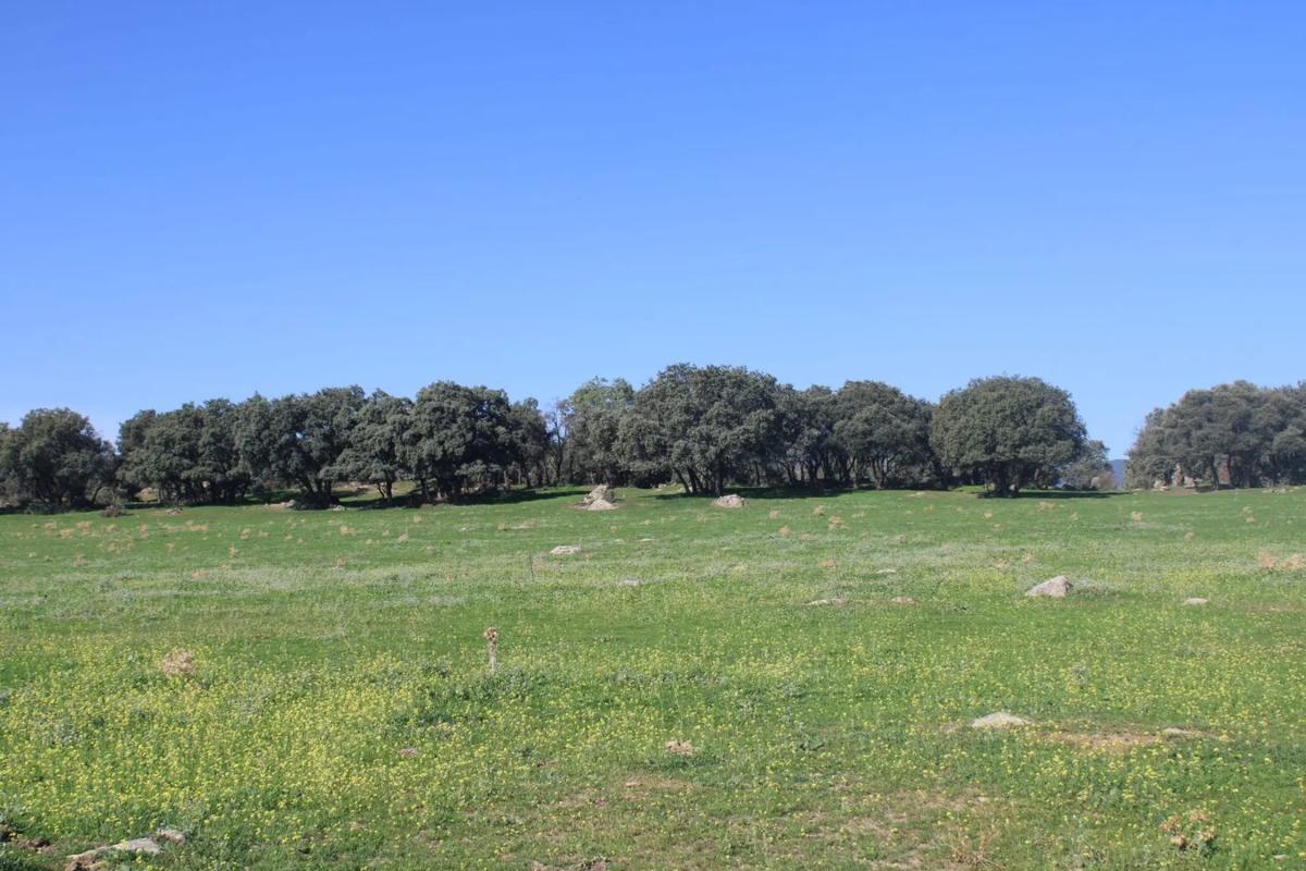 Terreno en venta en Collado Mediano, Madrid photo 3