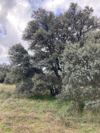 Terreno en Sotogrande de Abajo, 3 thumbnail 1