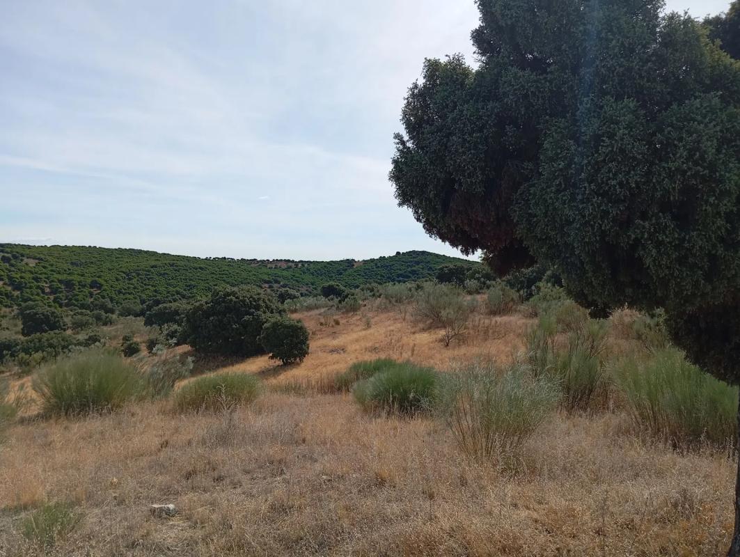 Land for sale in Colmenarejo, Madrid photo 3