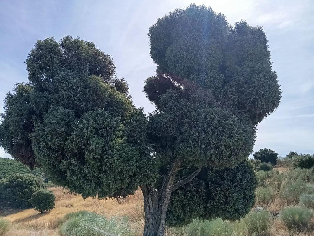Land for sale in Colmenarejo, Madrid photo 5