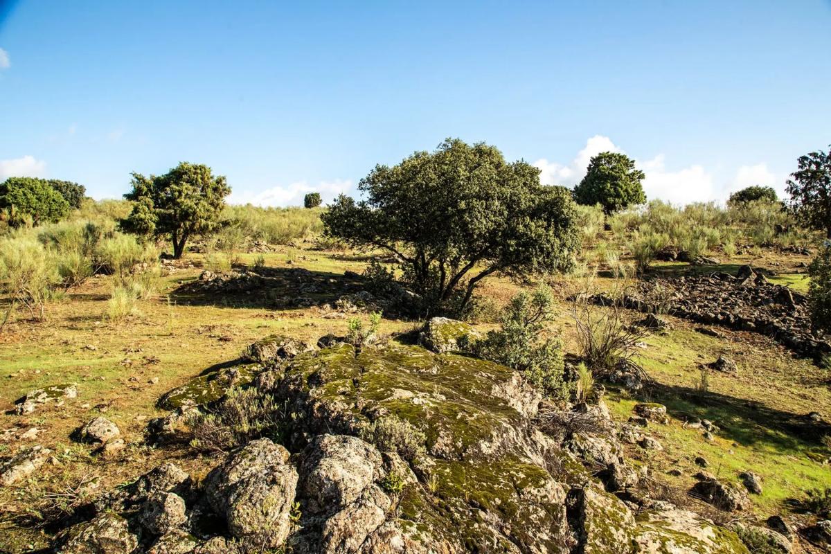 Terreno en venta en Colmenarejo, Madrid photo 2