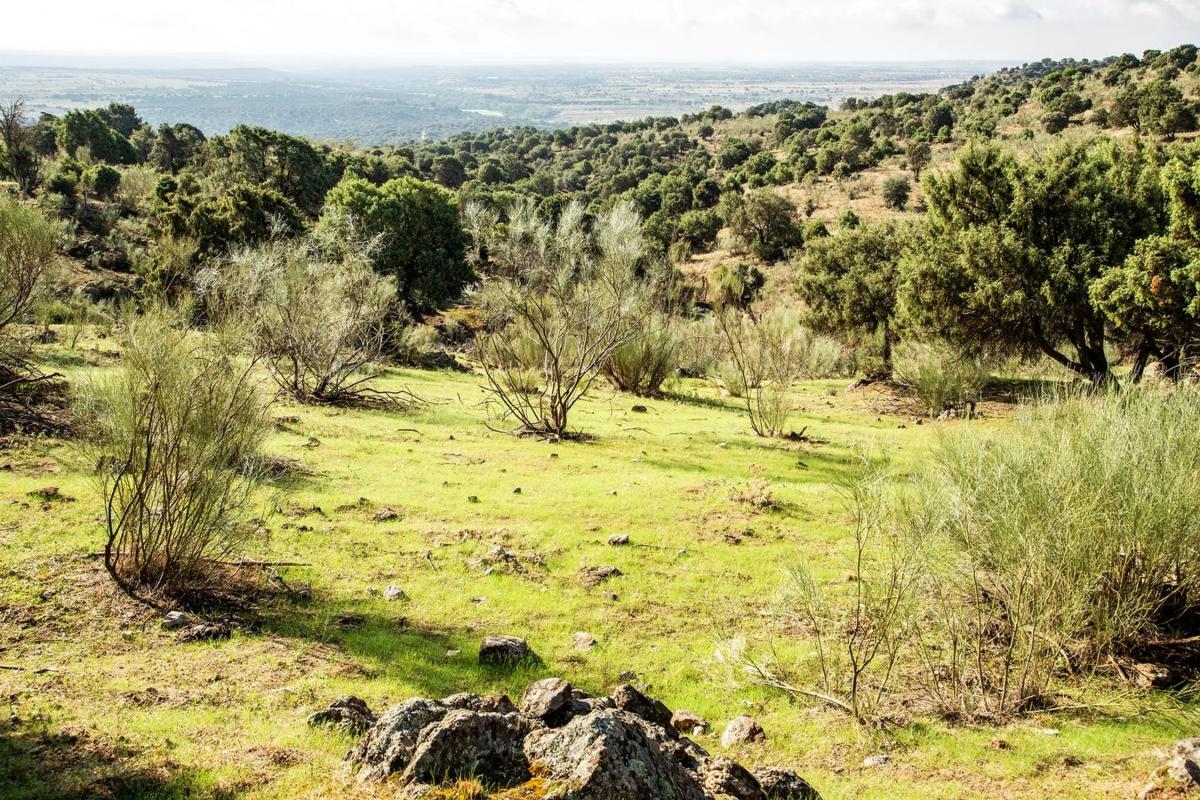 Terreno en venta en Colmenarejo, Madrid photo 5