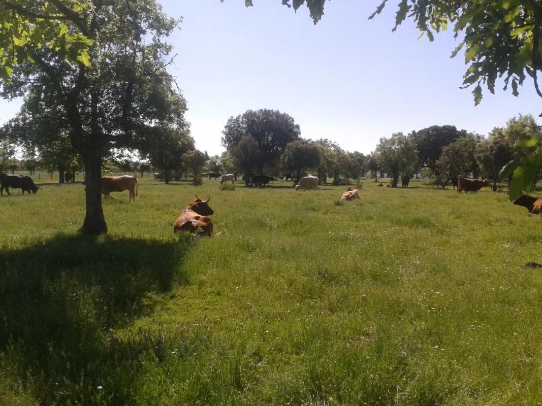 Terreno en venta en El Boalo, Madrid photo 1