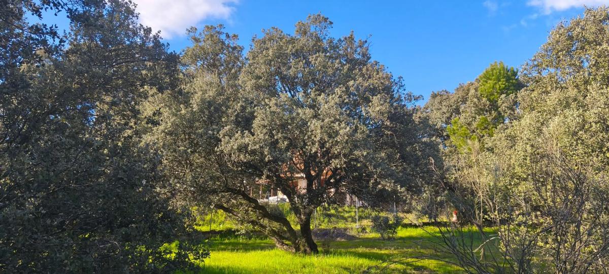 Land for sale in El Escorial, Madrid photo 3