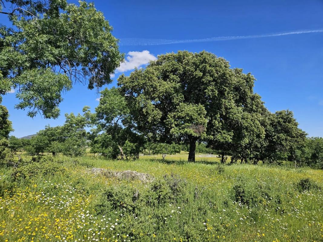 Działka na sprzedaż w Guadarrama, Madryt photo 4
